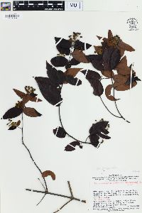 Banisteriopsis stellaris image