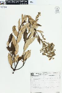 Banisteriopsis vernoniifolia image