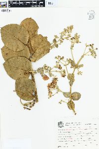 Banisteriopsis variabilis image