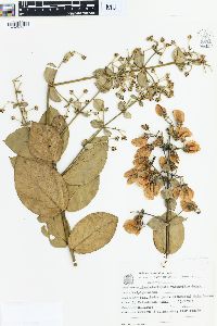 Banisteriopsis variabilis image
