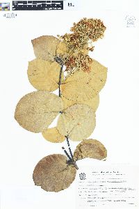 Banisteriopsis variabilis image