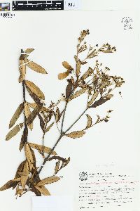 Banisteriopsis vernoniifolia image