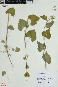 Alliaria petiolata image