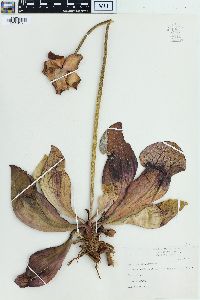Sarracenia purpurea image