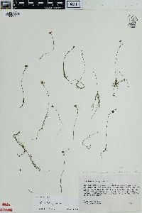 Utricularia gibba image