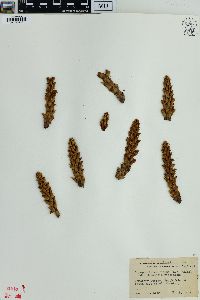 Conopholis americana image