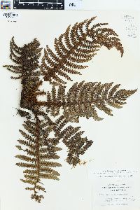 Sadleria squarrosa image