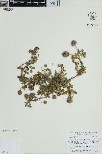Trifolium fragiferum image