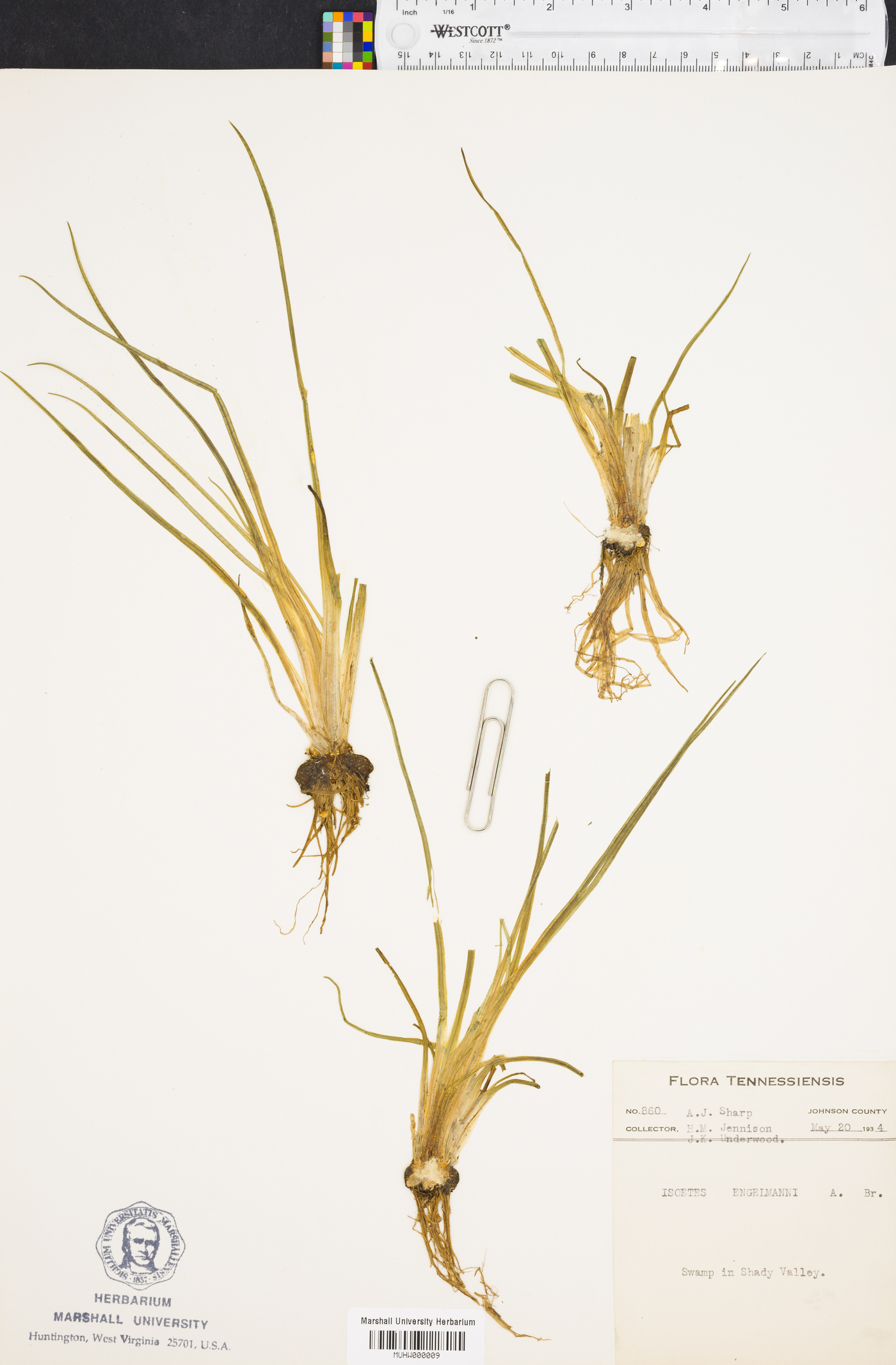 Isoëtes engelmannii image