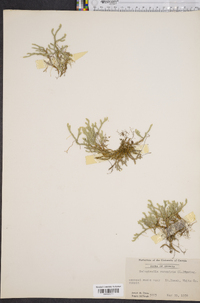 Selaginella rupestris image