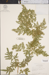 Lygodium japonicum image