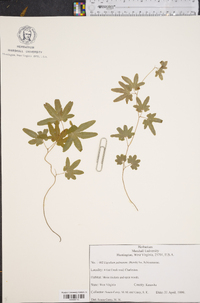 Lygodium palmatum image