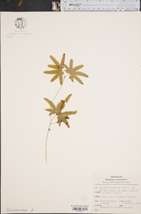 Lygodium palmatum image