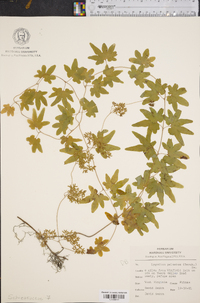 Lygodium palmatum image