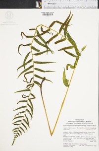 Athyrium pycnocarpon image