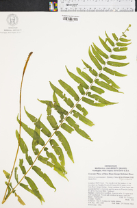 Athyrium pycnocarpon image