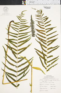 Athyrium pycnocarpon image