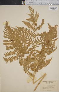 Pteridium aquilinum var. latiusculum image