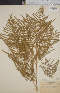 Pteridium aquilinum subsp. pseudocaudatum image