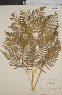 Pteridium aquilinum subsp. pseudocaudatum image