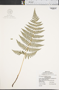 Dryopteris campyloptera image