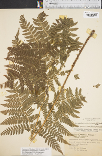 Dryopteris campyloptera image