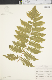 Dryopteris goldieana image