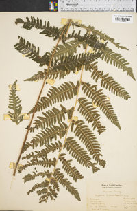 Dryopteris goldieana image