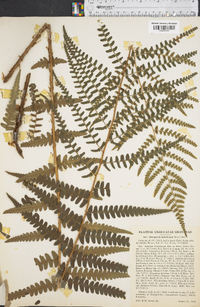 Dryopteris ludoviciana image