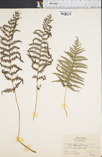 Dryopteris thelypteris var. pubescens image