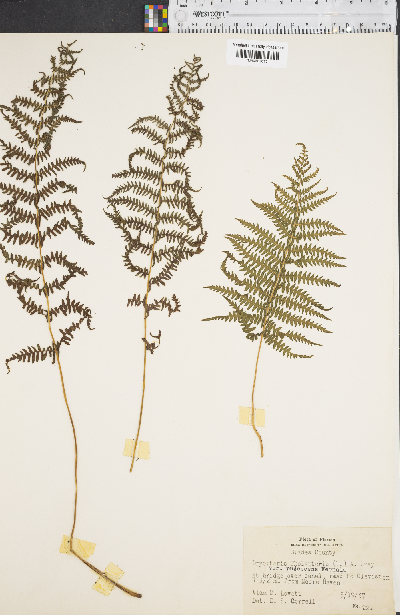 Dryopteris thelypteris image