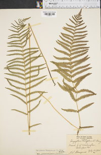 Dryopteris thelypteris var. pubescens image