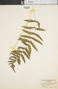 Dryopteris thelypteris image