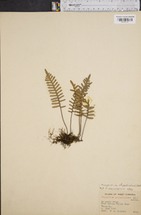 Polypodium polypodioides image