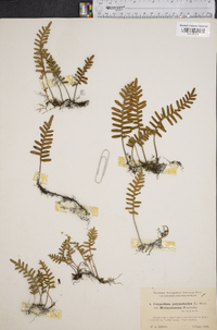 Polypodium polypodioides image