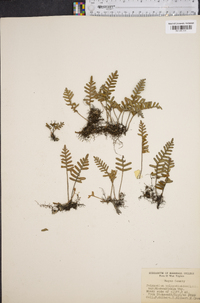 Polypodium polypodioides image