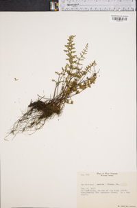 Cheilanthes vestita image