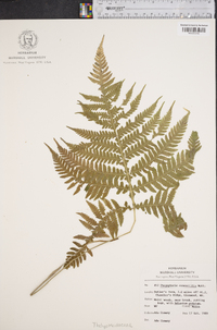 Phegopteris connectilis image