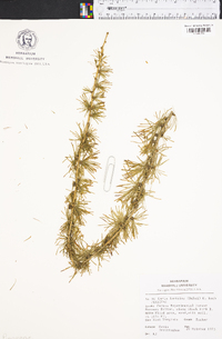 Larix laricina image