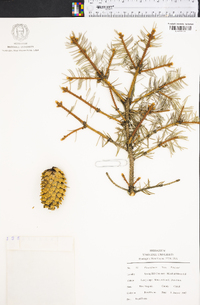 Picea glauca image