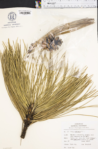 Pinus echinata image
