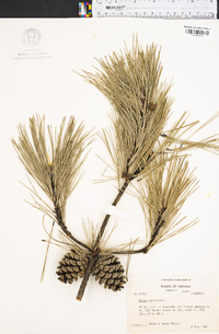 Pinus echinata image