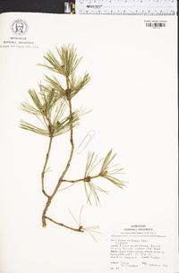 Pinus resinosa image