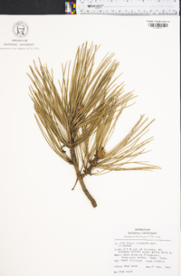 Pinus resinosa image