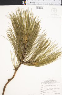 Pinus resinosa image