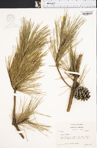 Pinus rigida image