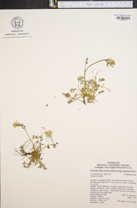 Corydalis flavula image