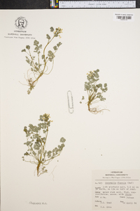 Corydalis flavula image