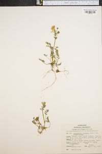 Corydalis flavula image