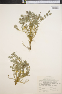 Corydalis flavula image